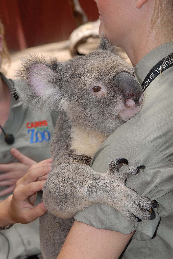0066 Cairns Tropical Zoo.jpg